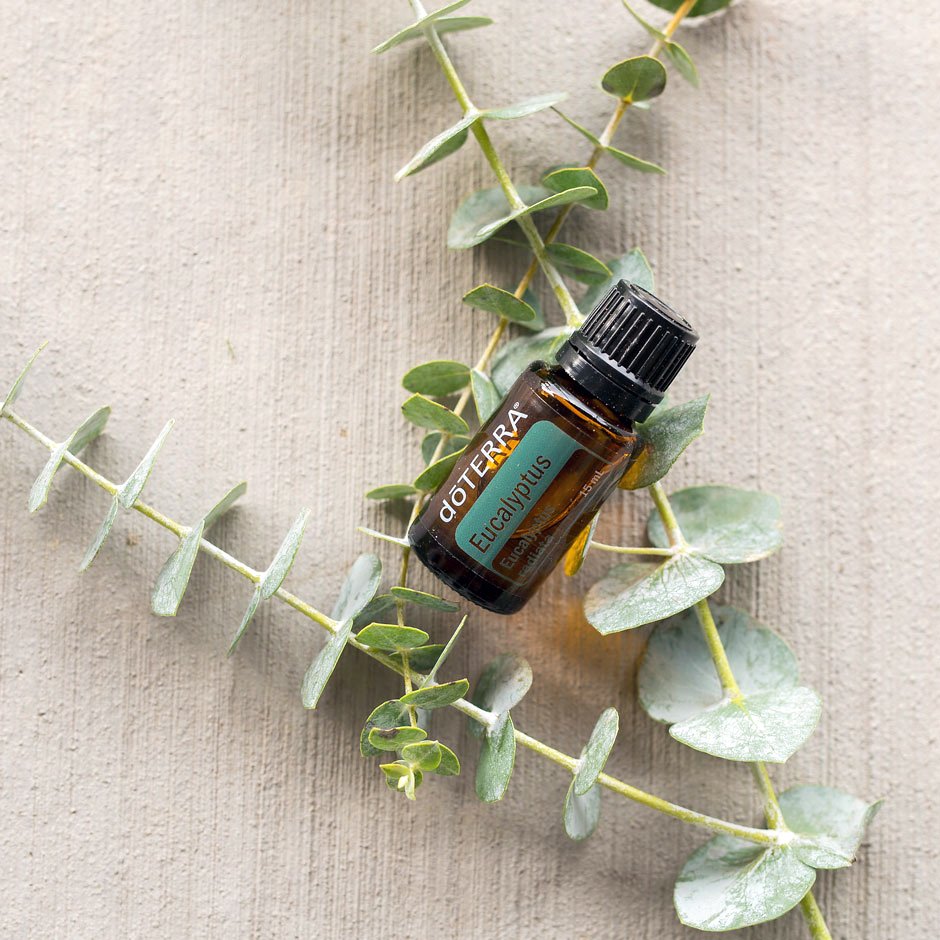 Eucalyptus -Eucalyptus Radiata