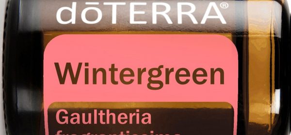 Wintergreen: gaultheria fragrantissima