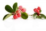 WINTERGREEN: gaultheria procumbens